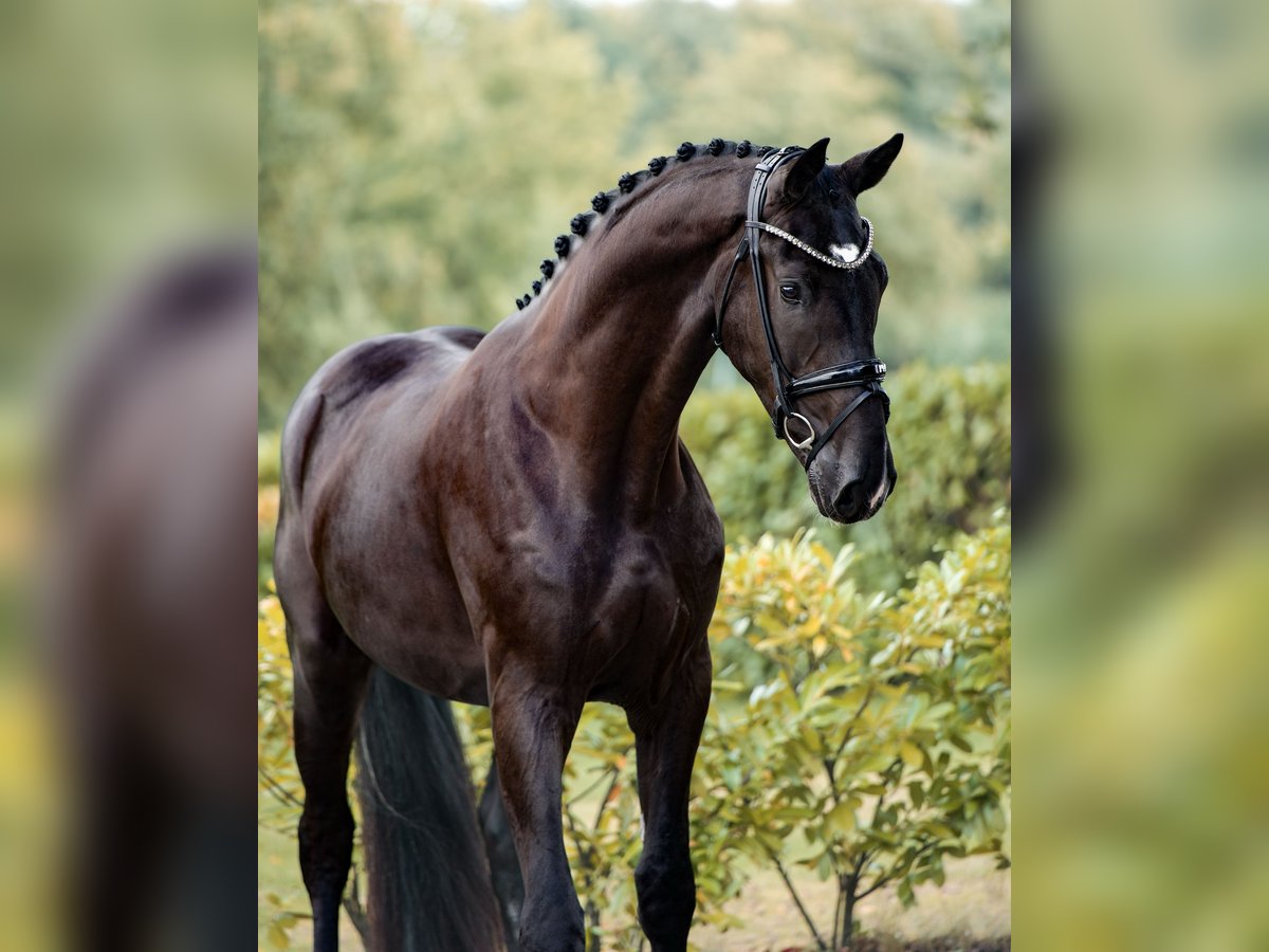 Westfaliano Caballo castrado 3 años 170 cm Negro in Sch&#xFC;ttorf