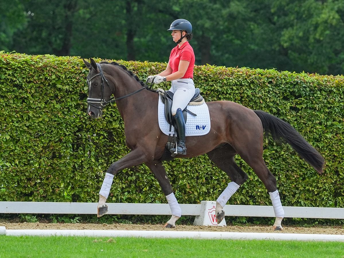 Westfaliano Caballo castrado 3 años 173 cm Negro in Münster