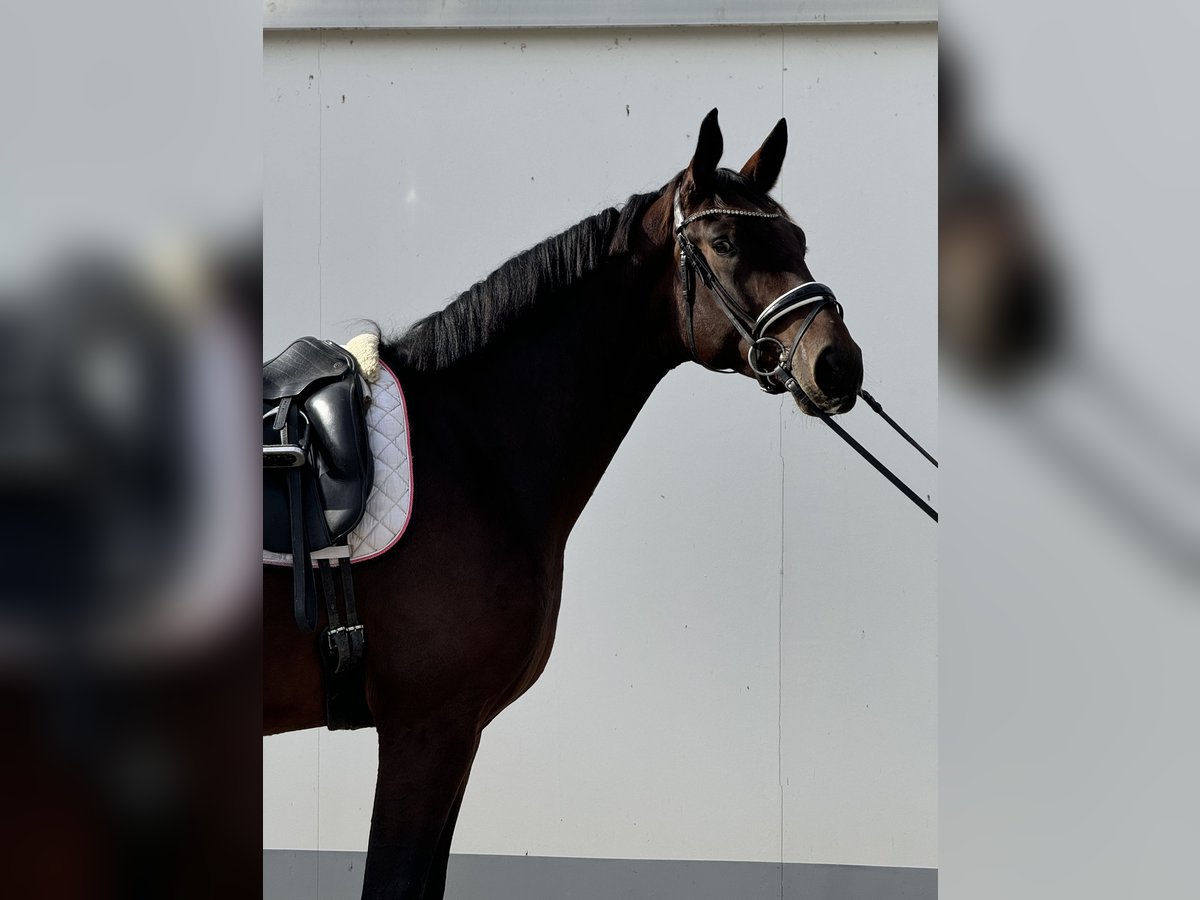 Westfaliano Caballo castrado 3 años 174 cm Castaño oscuro in Vettweiß