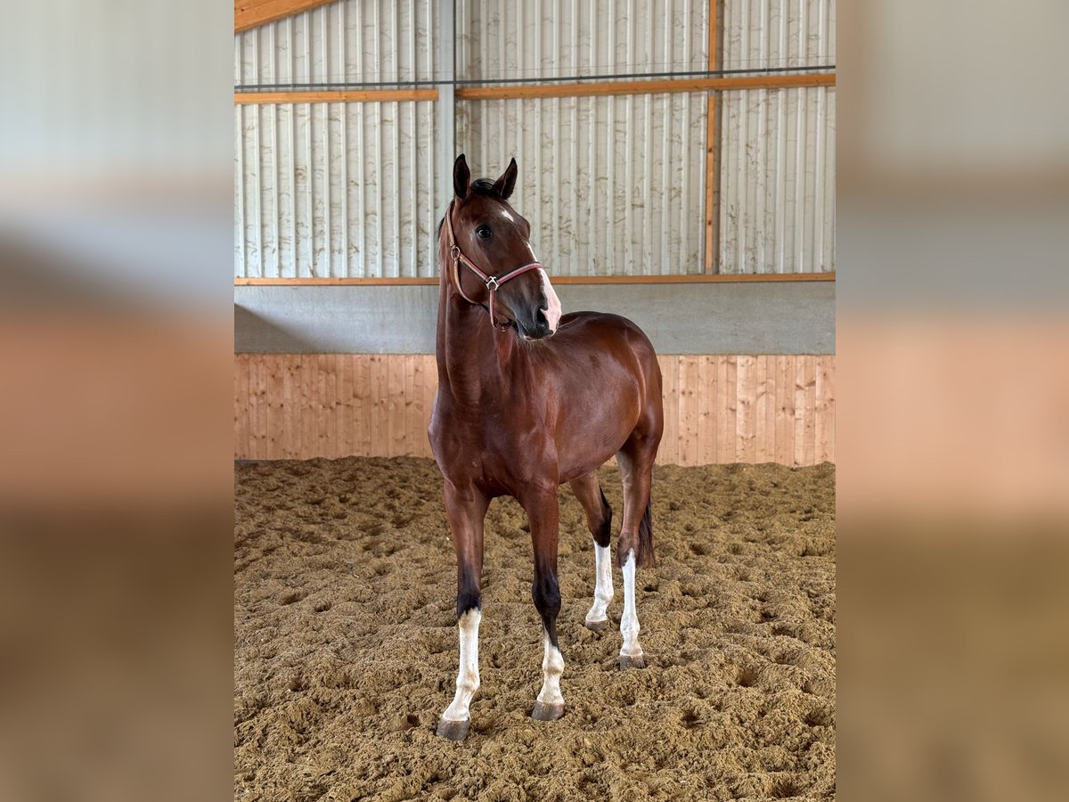 Westfaliano Caballo castrado 3 años Castaño in Weilerswist