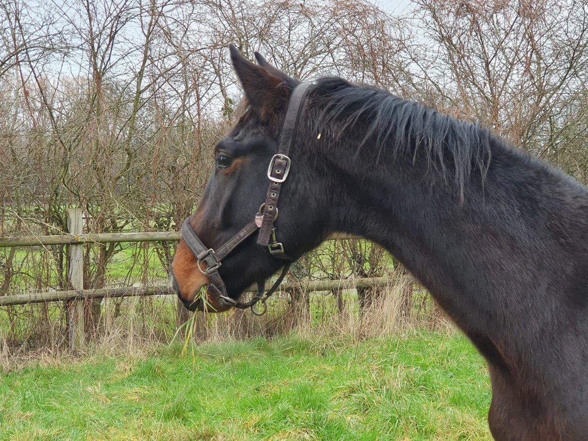 Westfaliano Caballo castrado 3 años Castaño oscuro in Hamm