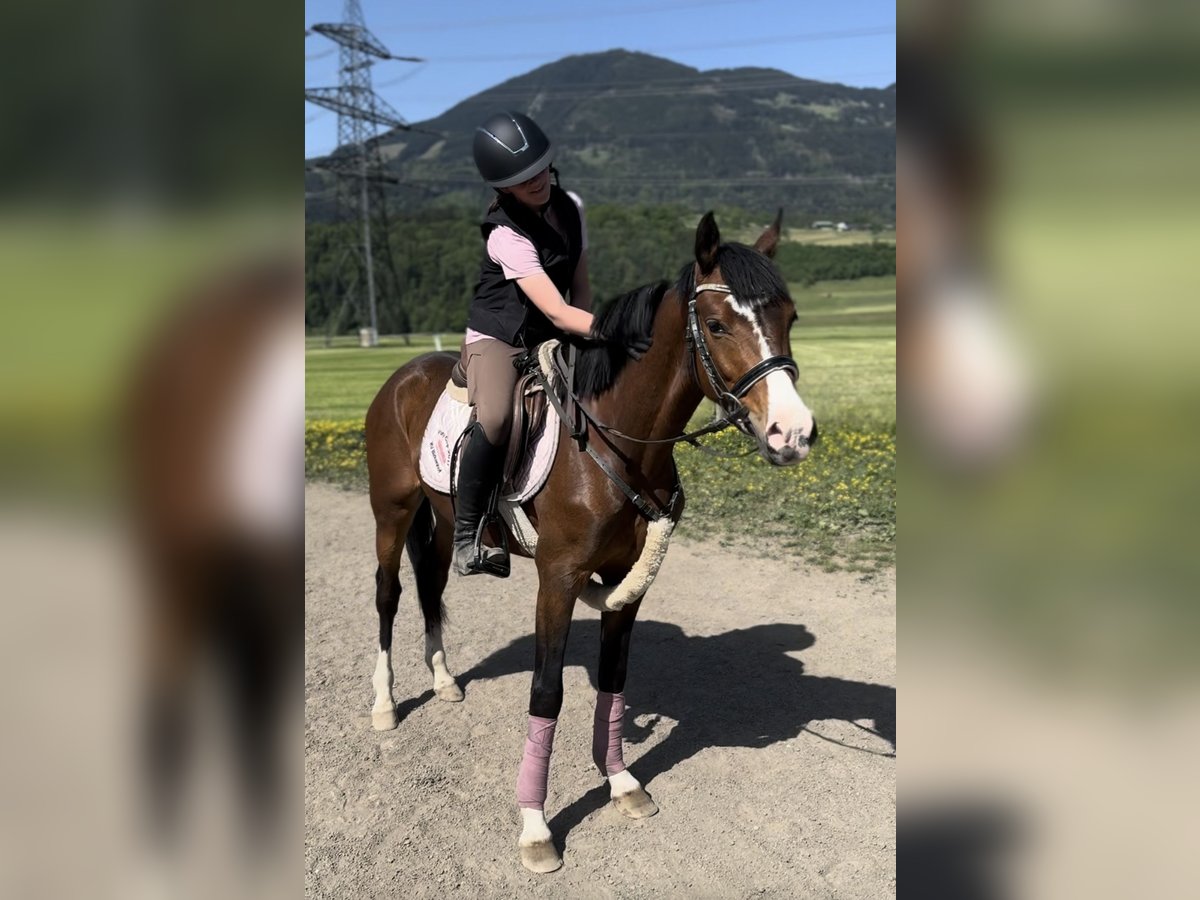Westfaliano Caballo castrado 4 años 138 cm Castaño in Schlins