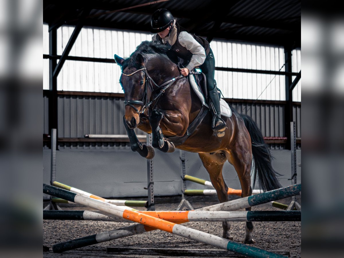 Westfaliano Caballo castrado 4 años 163 cm in Dorsten