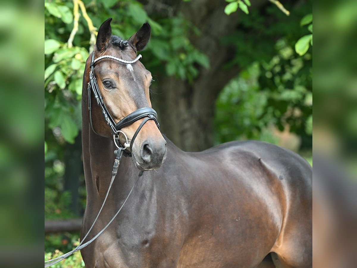 Westfaliano Caballo castrado 4 años 163 cm Castaño oscuro in Bad Bevensen