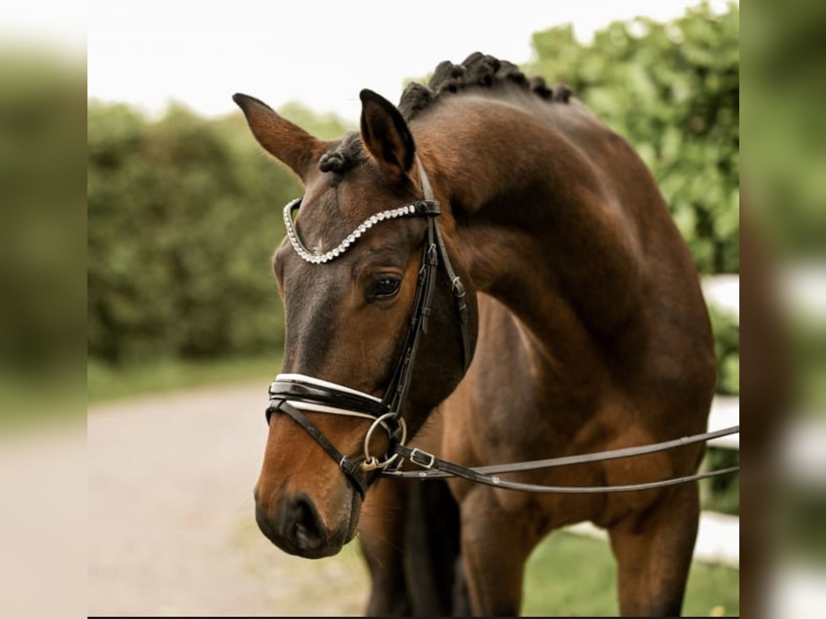 Westfaliano Caballo castrado 4 años 163 cm Castaño oscuro in Uedem