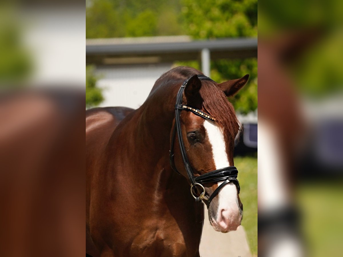 Westfaliano Caballo castrado 4 años 165 cm Alazán-tostado in Duisburg