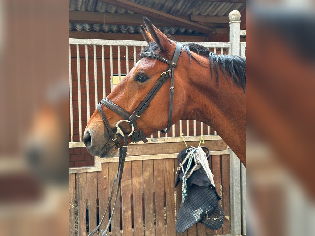 Westfaliano Caballo castrado 4 años 165 cm Castaño in Hamm