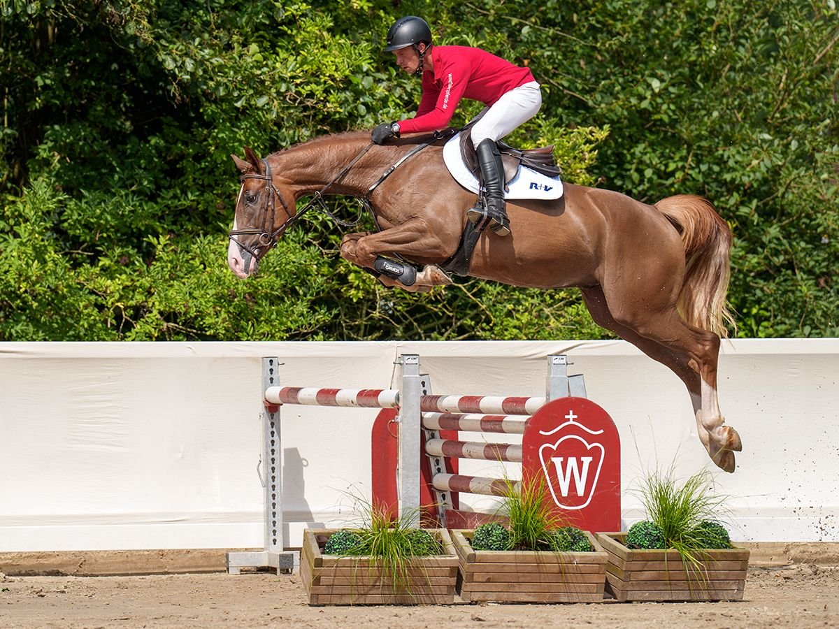 Westfaliano Caballo castrado 4 años 166 cm Alazán-tostado in Münster