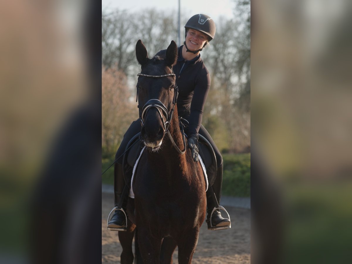 Westfaliano Caballo castrado 4 años 166 cm Negro in Senden