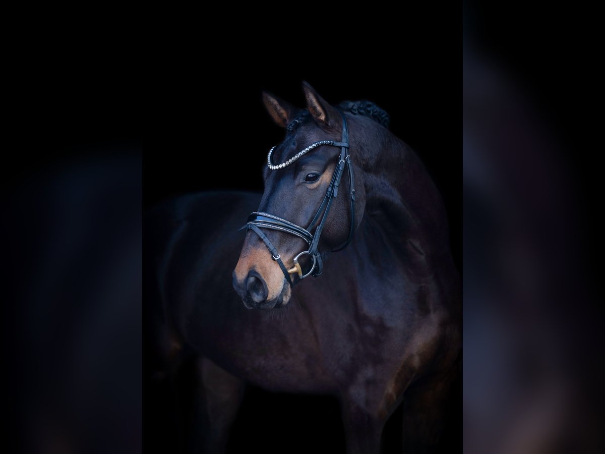 Westfaliano Caballo castrado 4 años 167 cm Castaño oscuro in H&#xF6;rstel