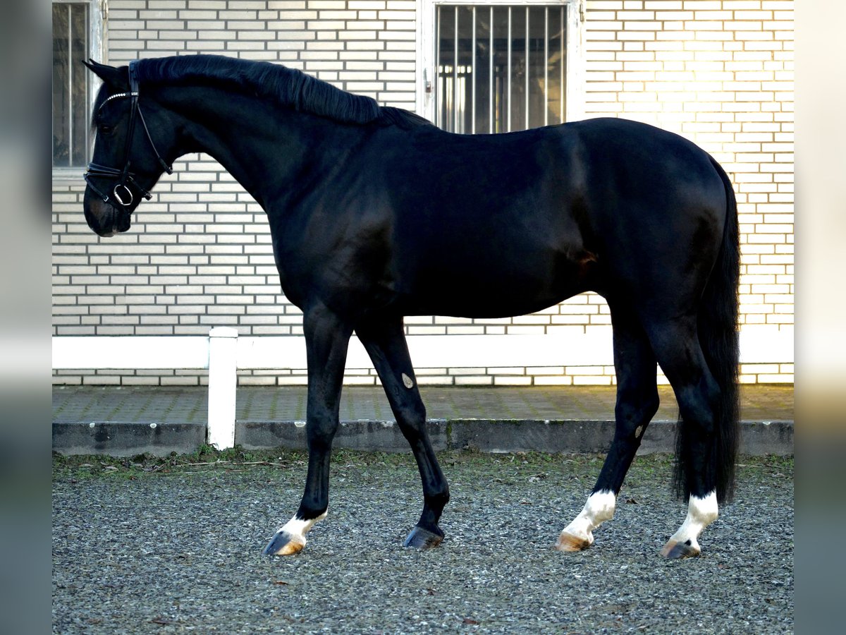 Westfaliano Caballo castrado 4 años 167 cm Morcillo in Duisburg