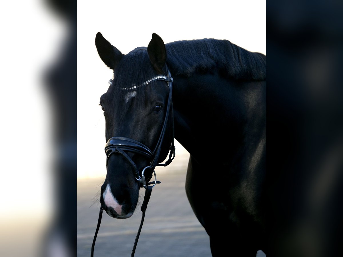 Westfaliano Caballo castrado 4 años 167 cm Morcillo in Duisburg