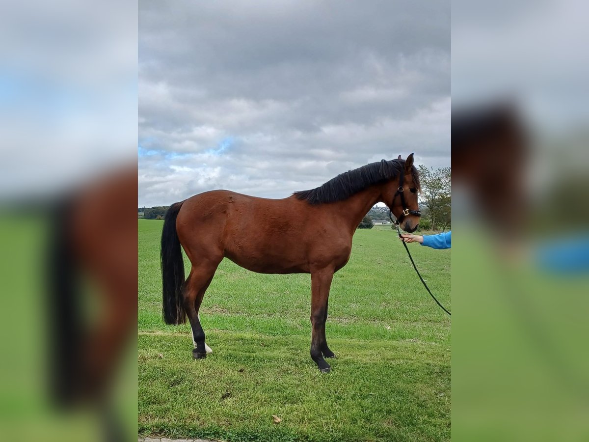 Westfaliano Caballo castrado 4 años 169 cm Castaño in Brilon