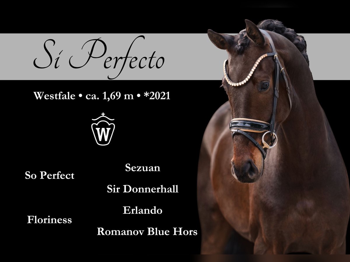Westfaliano Caballo castrado 4 años 169 cm Morcillo in Wehringen