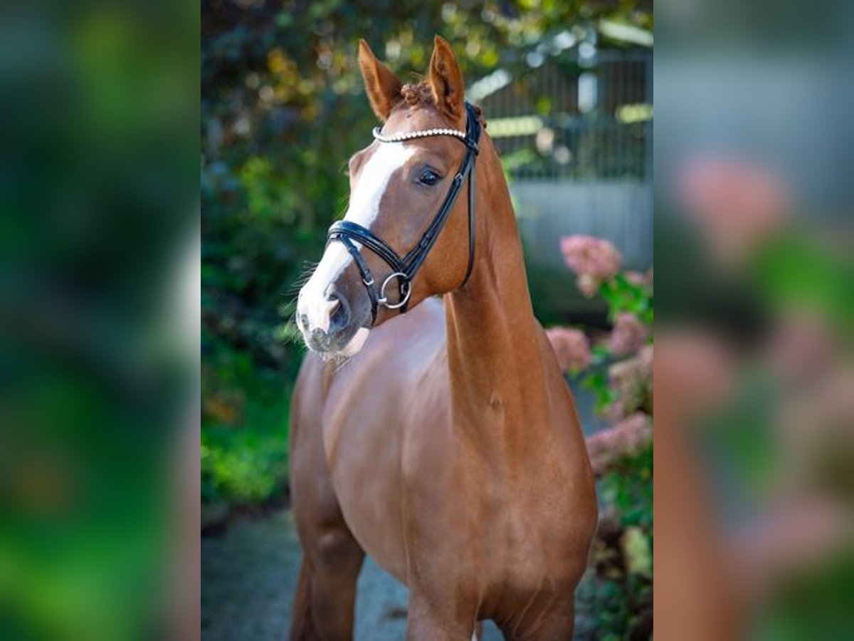 Westfaliano Caballo castrado 4 años 170 cm Alazán in Ankum