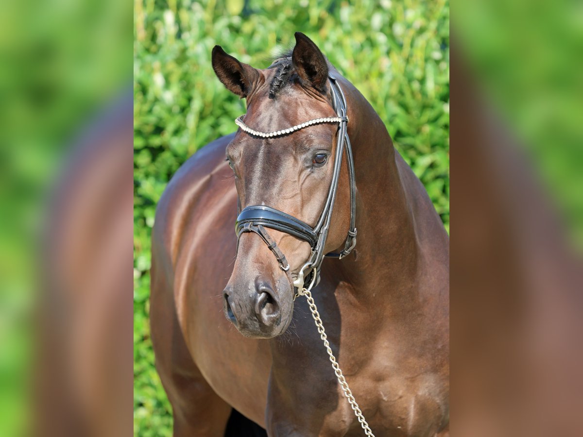 Westfaliano Caballo castrado 4 años 170 cm Castaño in Greven