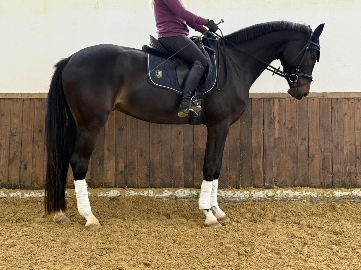Westfaliano Caballo castrado 4 años 172 cm Castaño oscuro in Sundern Westfaliano Caballo castrado 4 años 172 cm Castaño oscuro in Sundern
