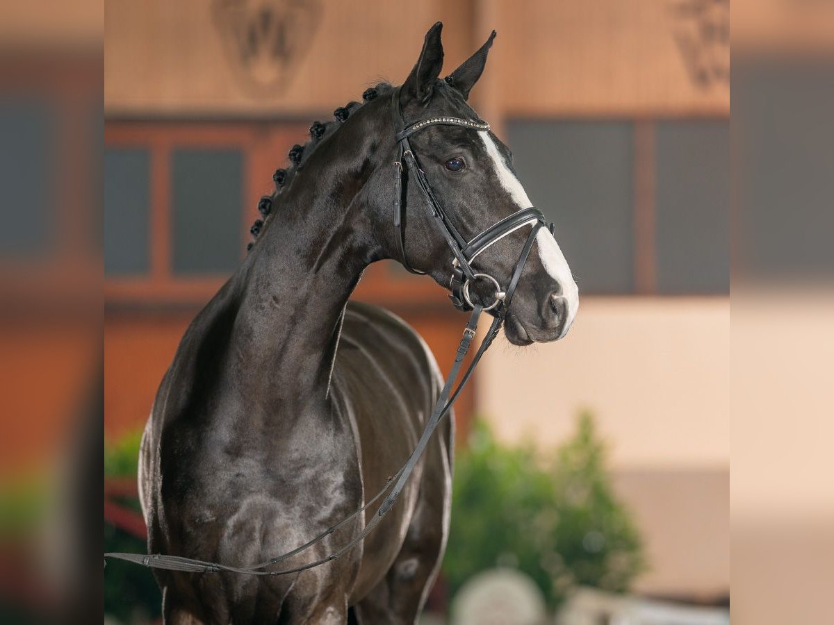 Westfaliano Caballo castrado 4 años 174 cm Negro in MünsterHandorf