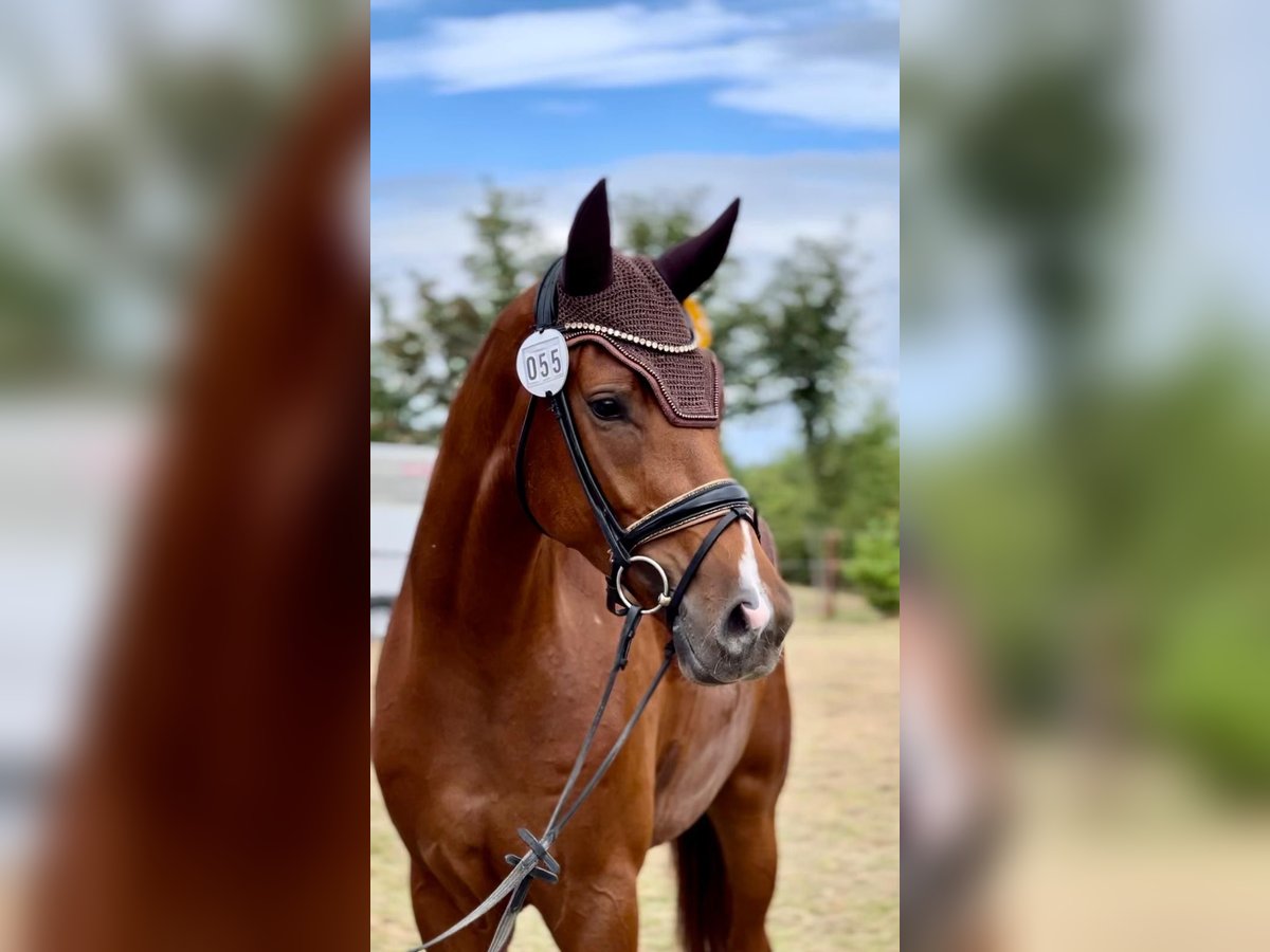 Westfaliano Caballo castrado 4 años 175 cm Alazán in Heidesheim am Rhein