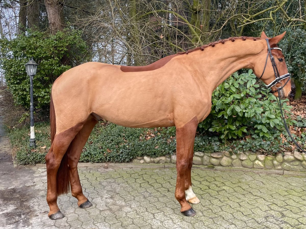 Westfaliano Caballo castrado 4 años 176 cm Alazán in Warendorf