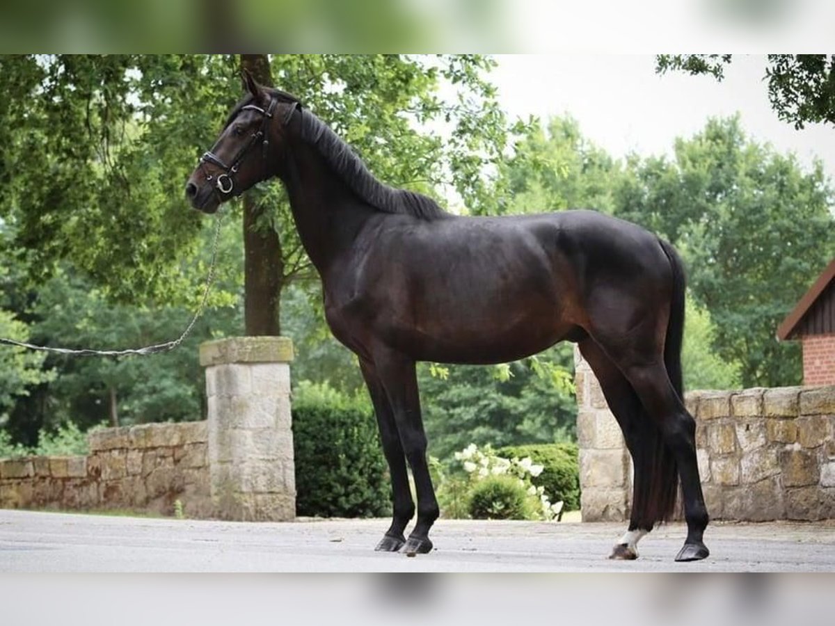 Westfaliano Caballo castrado 4 años 176 cm Negro in Bucureşti 52