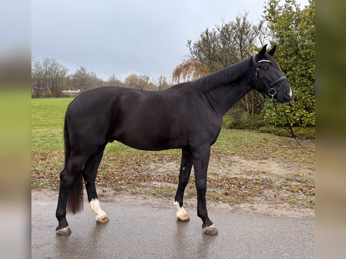 Westfaliano Caballo castrado 4 años 178 cm Morcillo in Altenberge