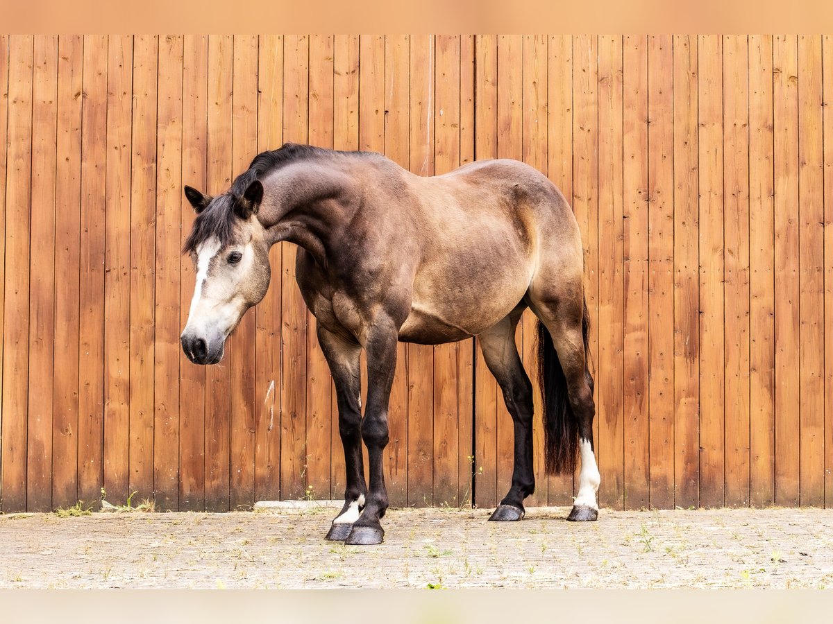 Westfaliano Caballo castrado 5 años 145 cm Buckskin/Bayo in Ballenstedt