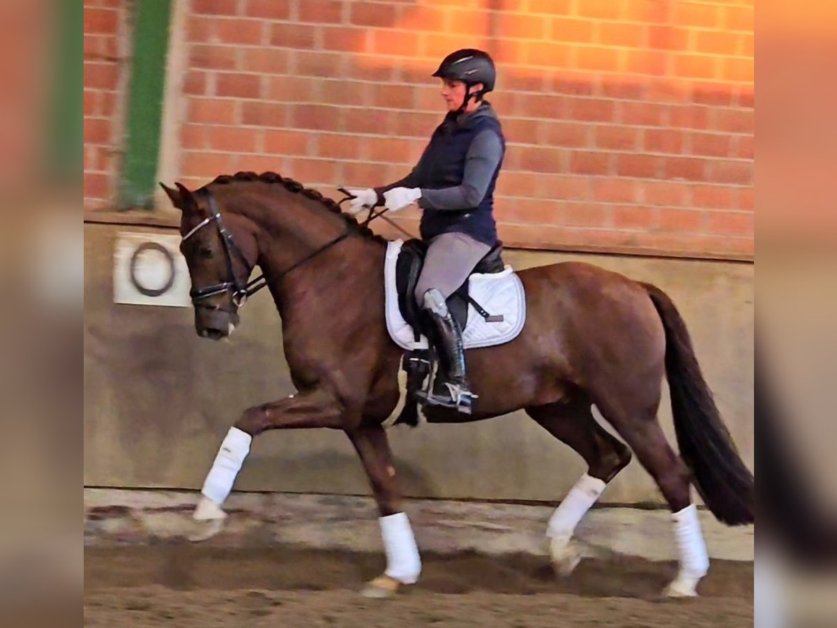 Westfaliano Caballo castrado 5 años 164 cm Alazán-tostado in Bünde