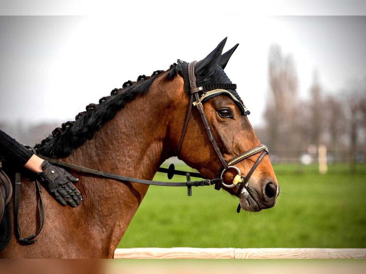 Westfaliano Caballo castrado 5 años 165 cm Castaño in Werne