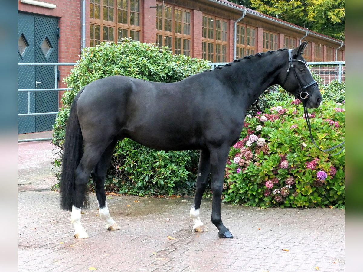 Westfaliano Caballo castrado 5 años 166 cm Negro in Cappeln (Oldenburg)