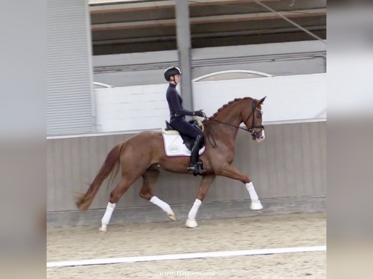 Westfaliano Caballo castrado 5 años 167 cm Alazán-tostado in Greven