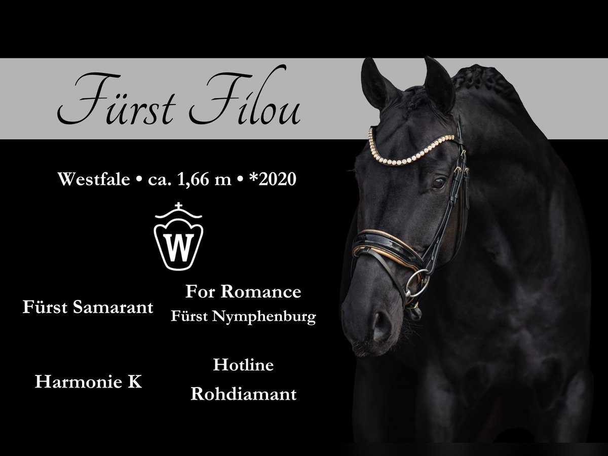 Westfaliano Caballo castrado 5 años 167 cm Negro in Wehringen