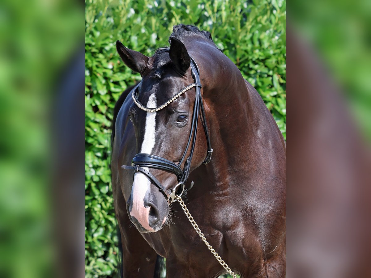 Westfaliano Caballo castrado 5 años 167 cm Negro in Greven