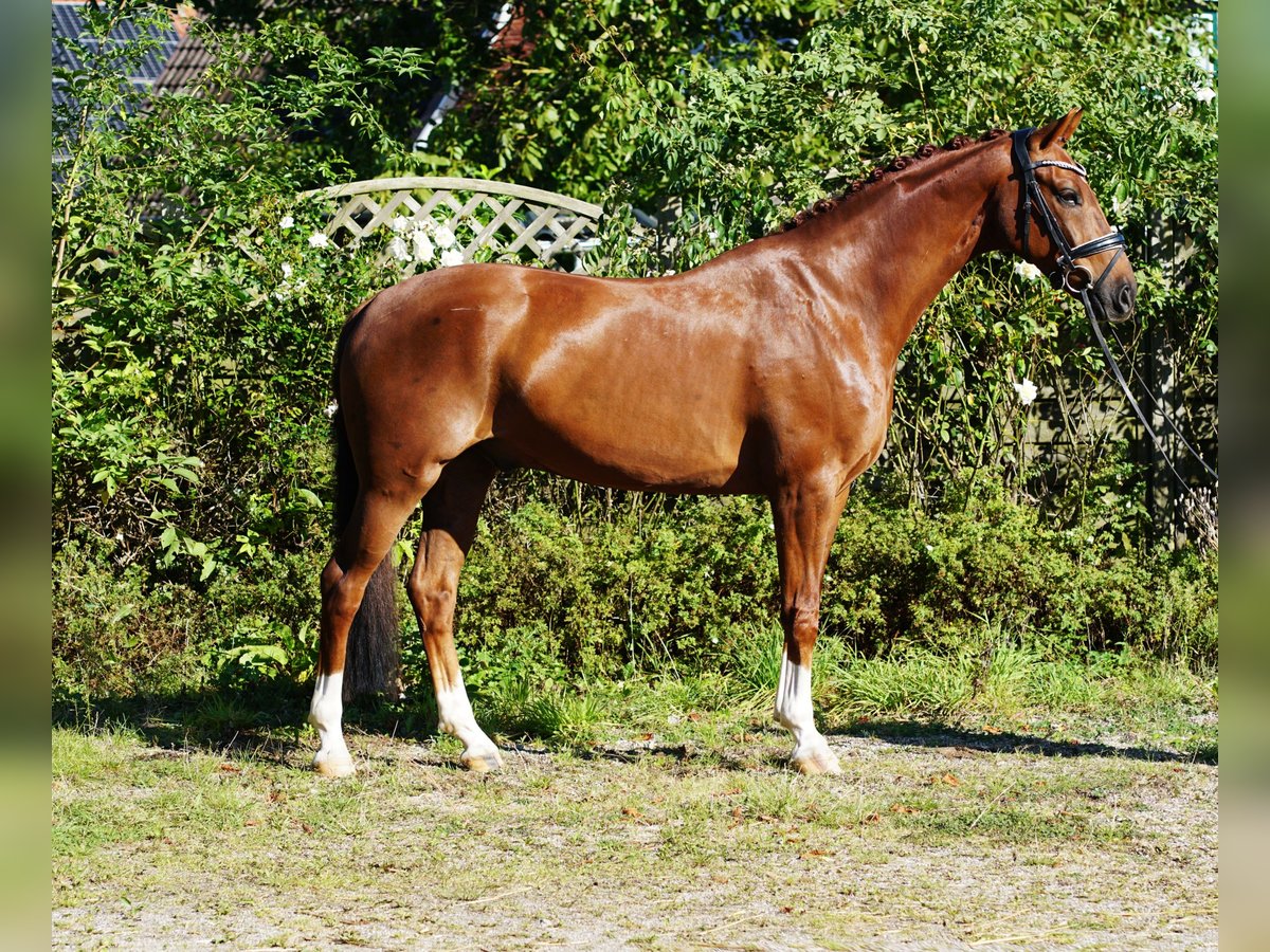 Westfaliano Caballo castrado 5 años 168 cm Alazán-tostado in Hohenfelde