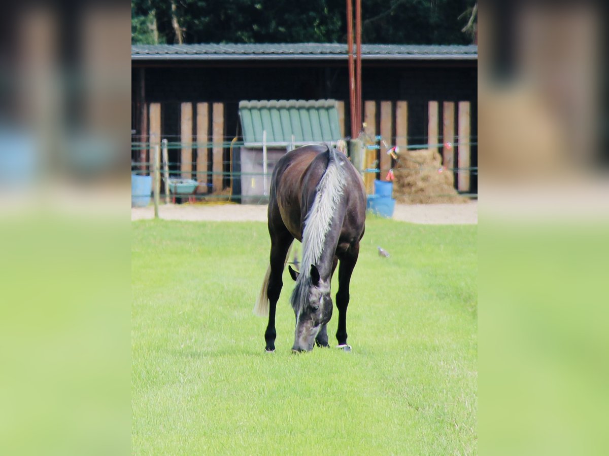 Westfaliano Caballo castrado 5 años 168 cm Tordo rodado in Twist