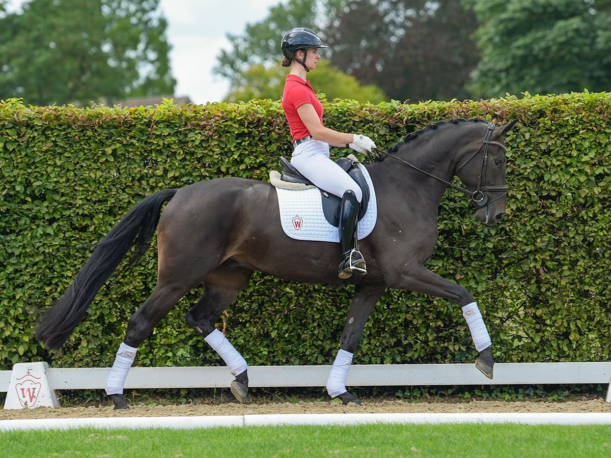 Westfaliano Caballo castrado 5 años 170 cm Castaño oscuro in Münster