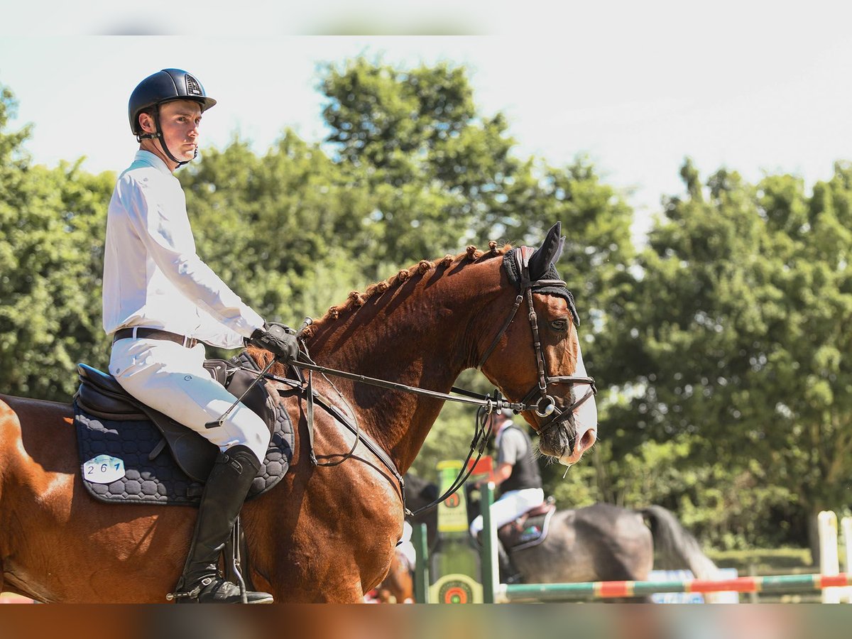 Westfaliano Caballo castrado 5 años 171 cm Alazán in Riedstadt