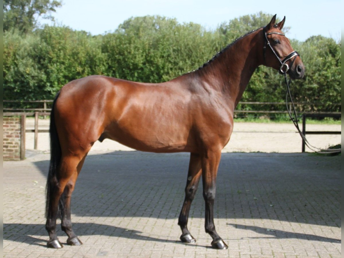 Westfaliano Caballo castrado 5 años 172 cm Castaño in Gronau (Westfalen)