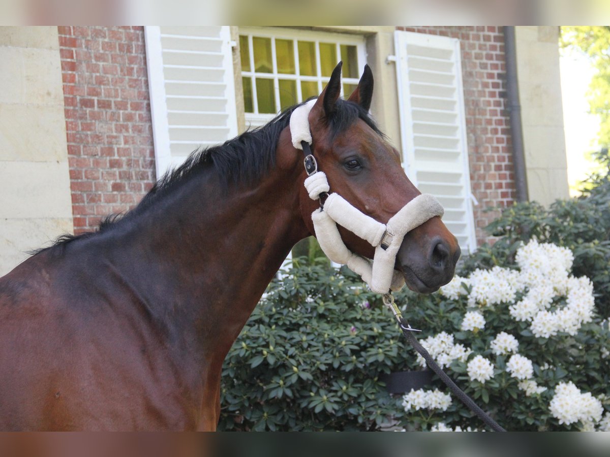Westfaliano Caballo castrado 5 años 174 cm Castaño oscuro in Havixbeck