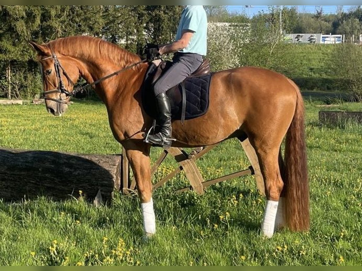 Westfaliano Caballo castrado 5 años 175 cm in B&#xFC;ren