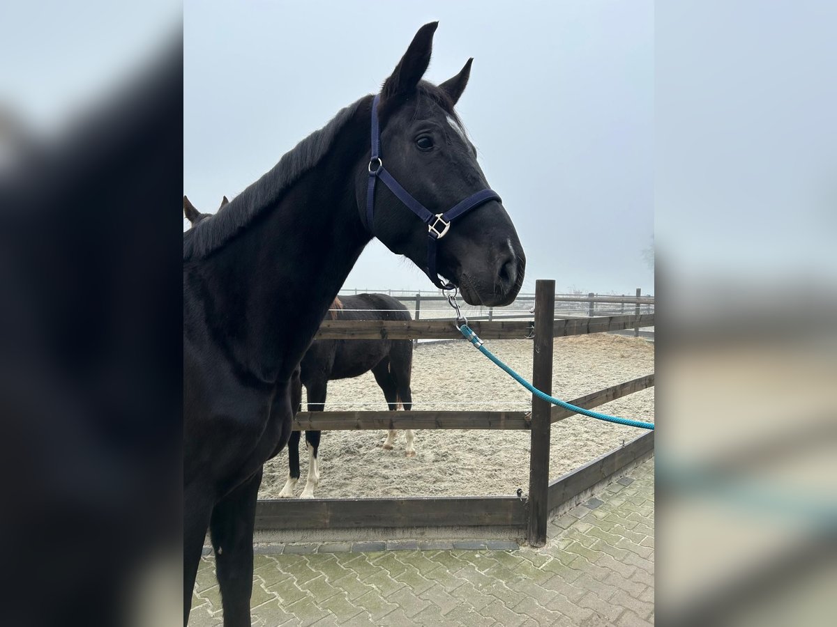 Westfaliano Caballo castrado 5 años 180 cm Negro in Roth