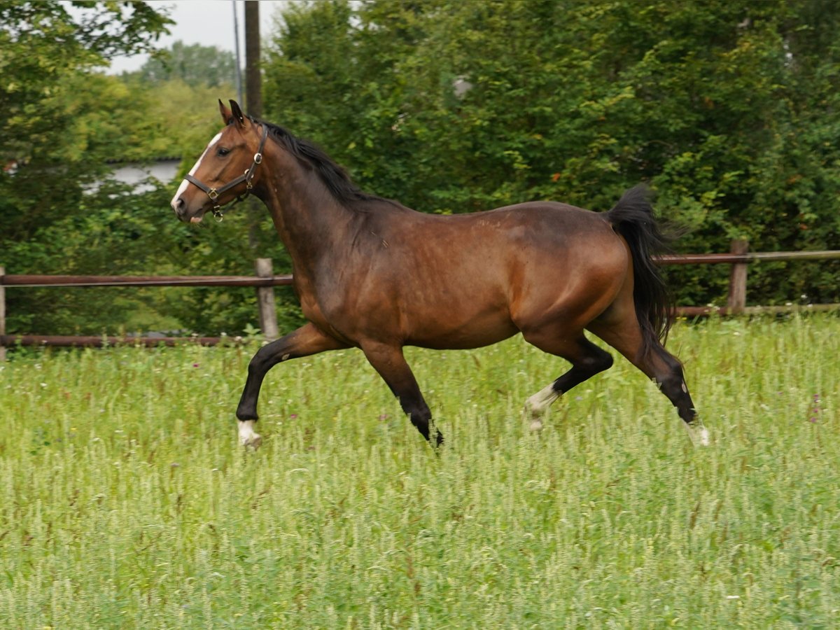 Westfaliano Caballo castrado 5 años Castaño in Hamm