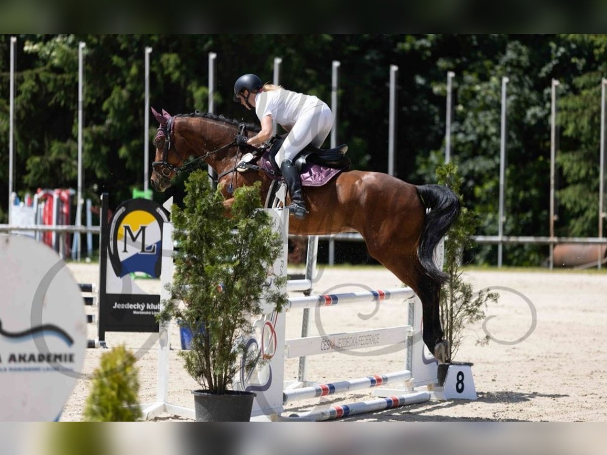 Westfaliano Caballo castrado 6 años 166 cm Castaño oscuro in Nebanice