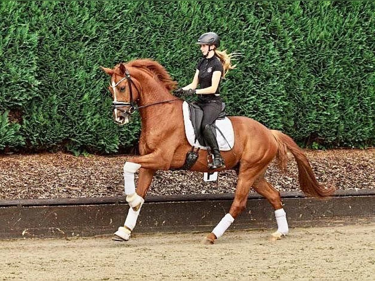 Westfaliano Caballo castrado 6 años 167 cm Alazán in Bönen