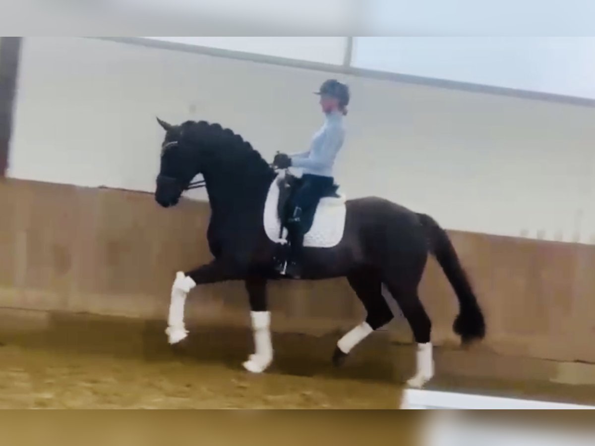 Westfaliano Caballo castrado 6 años 168 cm Alazán-tostado in Bielefeld