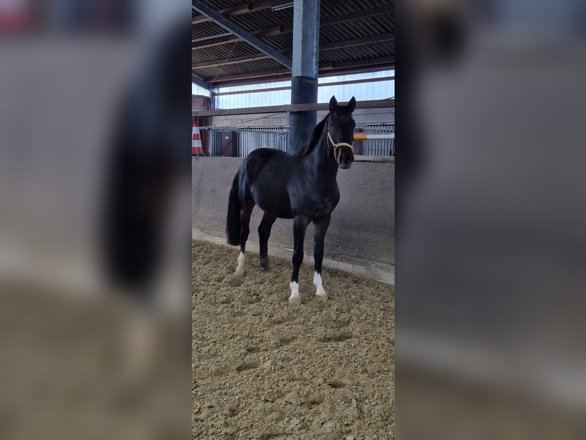 Westfaliano Caballo castrado 6 años 170 cm in Georgsmarienhütte