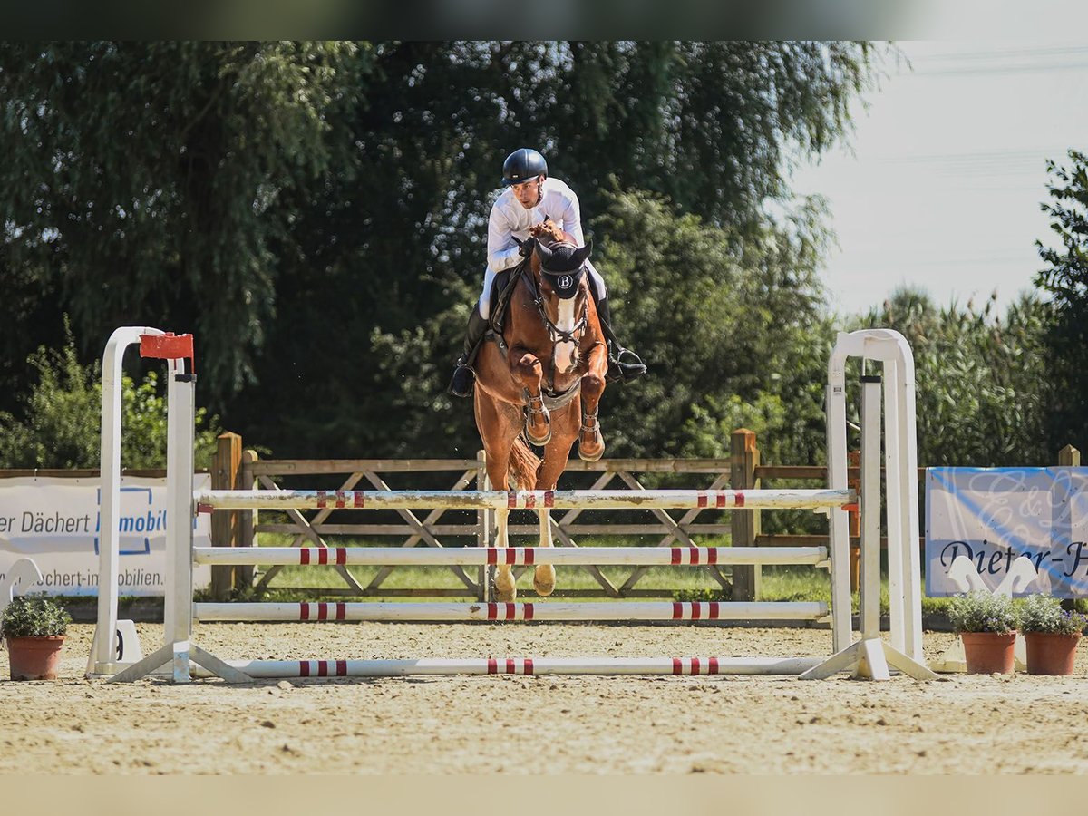 Westfaliano Caballo castrado 6 años 171 cm Alazán in Riedstadt