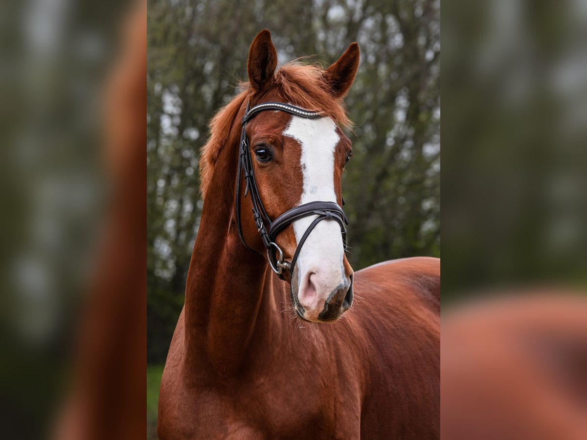 Westfaliano Caballo castrado 6 años 171 cm Alazán in Riedstadt