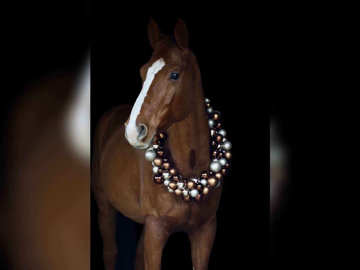 Westfaliano Caballo castrado 6 años 176 cm Alazán in Radevormwald