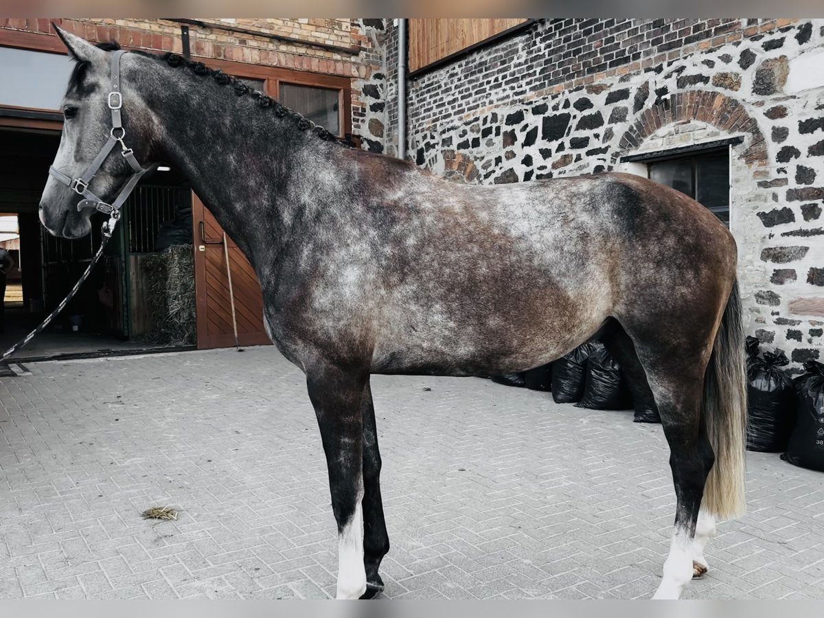 Westfaliano Caballo castrado 6 años 176 cm Tordo in Landsberg